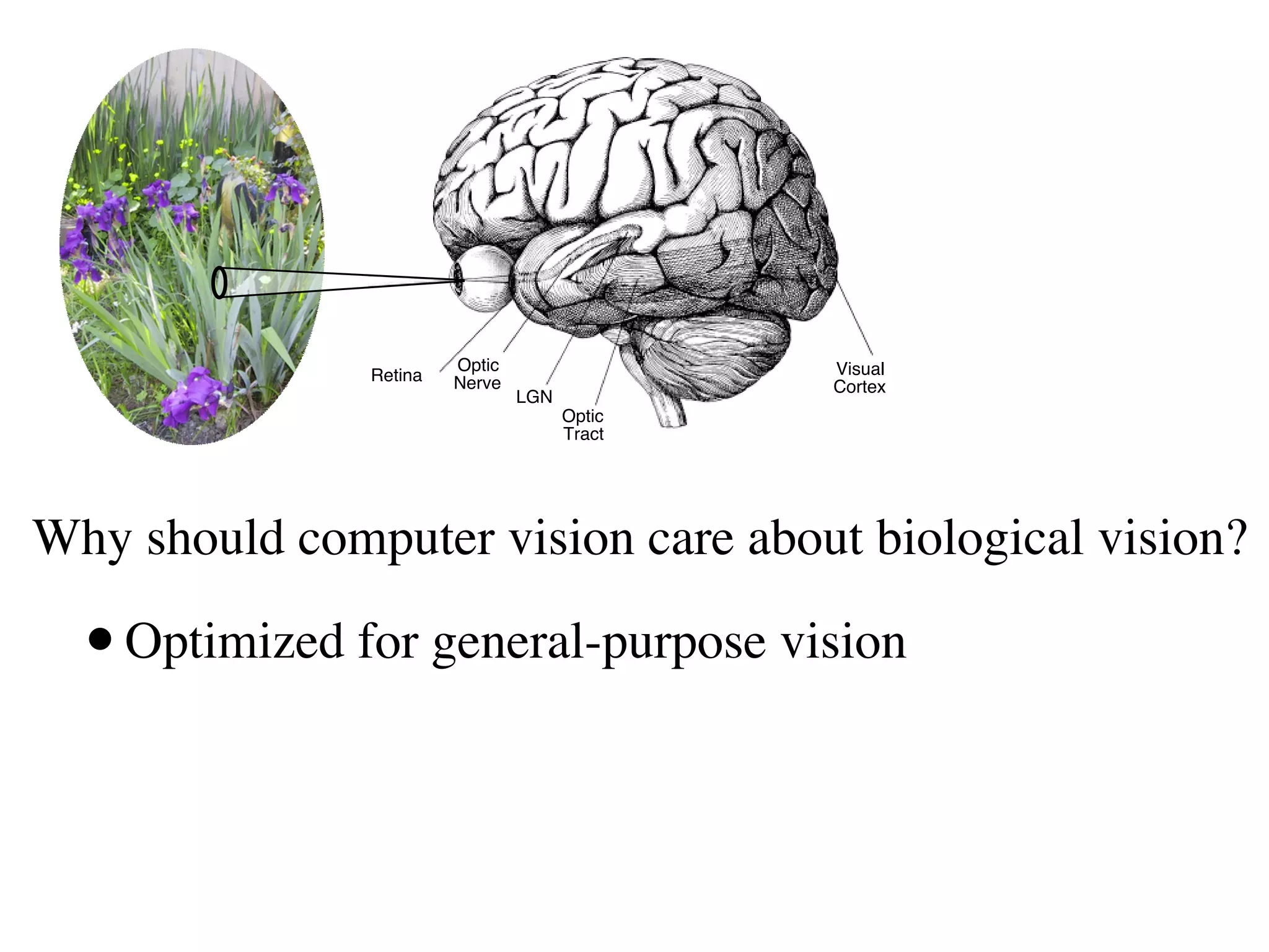 Optic                 Visual
               Retina   Nerve                 Cortex
                                LGN
                                      Optic
                                      Tract




Why should computer vision care about biological vision?

  • Optimized for general-purpose vision
 
