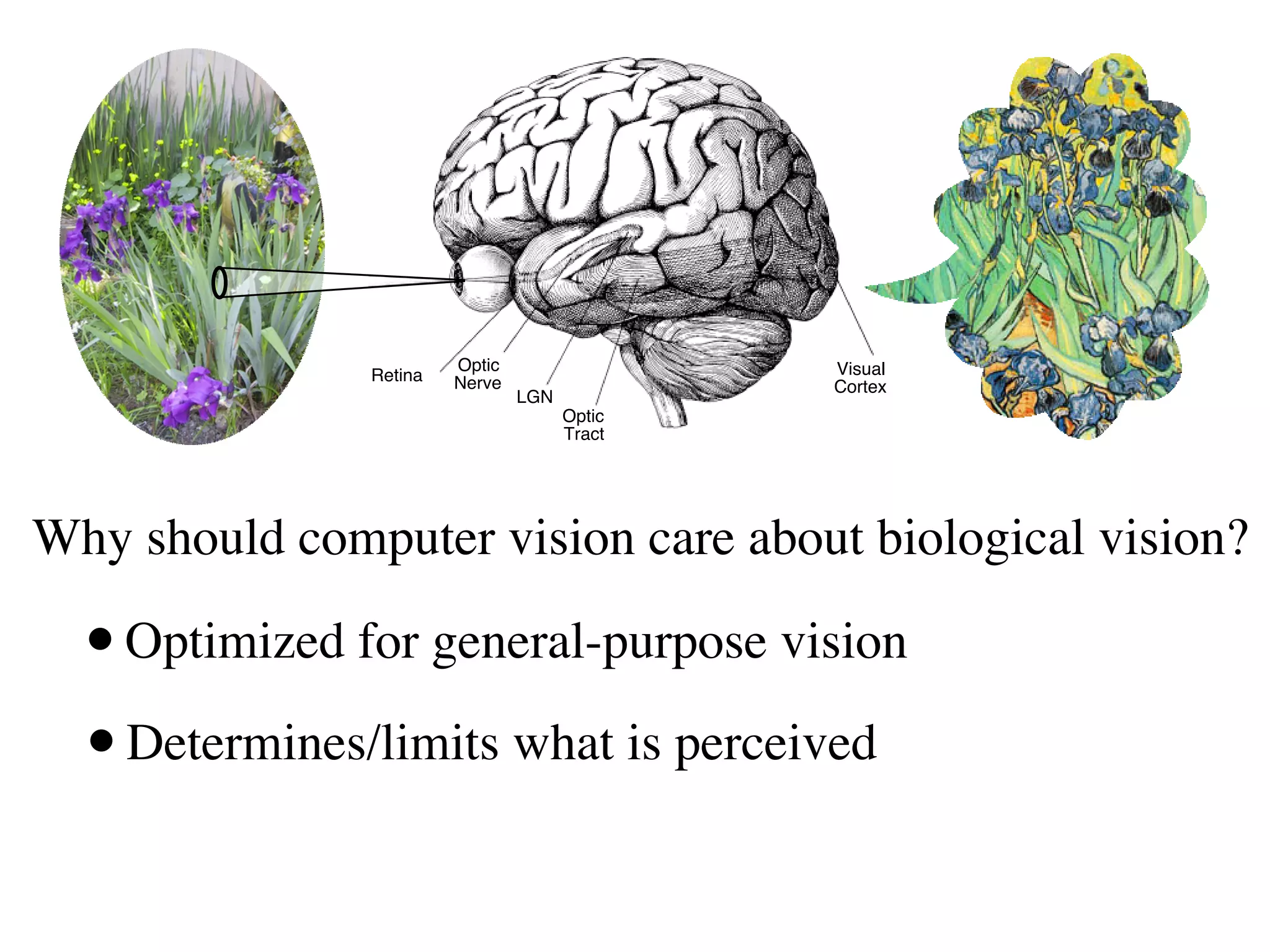 Optic                 Visual
               Retina   Nerve                 Cortex
                                LGN
                                      Optic
                                      Tract




Why should computer vision care about biological vision?

  • Optimized for general-purpose vision
  • Determines/limits what is perceived
 