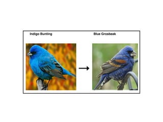 Indigo Bunting   Blue Grosbeak
 