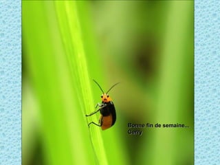 Bonne fin de semaine... Gerry 