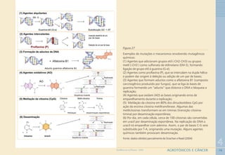 76
4
AGROTÓXICOS E CÂNCERGEOMEDICINA NO PARANÁ - 2009
Figura 27
Exemplos de mutações e mecanismos envolvendo mutagênicos
químicos:
(1) Agentes que adicionam grupos etil (-CH2-CH3) ou grupos
metil (-CH3 ) como sulfonato de etilmetano (EM-S), formando
ligação de grupo etil à guanina (G-e);
(2) Agentes como proflavina (P), que se intercalam na dupla hélice
e podem dar origem à deleção ou adição de um par de bases;
(3) Agentes que formam aductos como a aflatoxina B1 (composto
carcinogênico produzido por fungos), que se liga às bases de
guanina formando um “aducto” que distorce o DNA e bloqueia a
replicação;
(4) Agentes que oxidam (AO) as bases originando erros de
emparelhamento durante a replicação;
(5) Metilação da citosina em 80% dos dinucleotídeos CpG por
ação da enzima citosina metiltransferase. Algumas das
metilcitosinas transformam-se em timinas (transição citosina-
timina) por desaminação espontânea;
(6) Por dia, em cada célula, cerca de 100 citosinas são convertidas
em uracil por desaminação espontânea. Na replicação do DNA o
uracil irá emparelhar com adenina. Assim, o par de bases C-G será
substituído por T-A, originando uma mutação. Alguns agentes
químicos também provocam desaminação.
Fonte: dados obtidos parcialmente de Strachan e Read (2004)
 