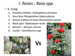 Pests and diseases | PDF