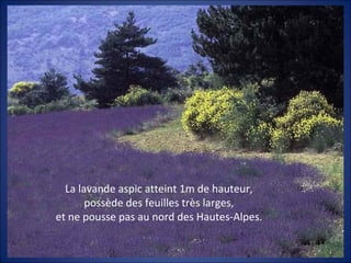 La lavande aspic atteint 1m de hauteur,
possède des feuilles très larges,
et ne pousse pas au nord des Hautes-Alpes.
 