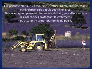 Elle parfume mais aussi désinfecte, cicatrise, calme, stimule, tonifie
et régularise, cela depuis des millénaires.
Bien avant qu'on pense à créer les sels de bain, les « déodorants »,
les insecticides protégeant les vêtements
ou assurant « la mort parfumée du pou »,
 