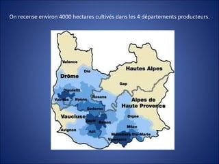 On recense environ 4000 hectares cultivés dans les 4 départements producteurs.
 