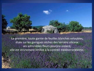 La première, toute garnie de feuilles blanches veloutées,
étale sur les garrigues sèches des terrains siliceux
ses admirables fleurs pourpre violacé;
elle est strictement limitée à la contrée méditerranéenne.
 