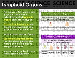 • The organs of the immune and
lymphatic systems are
collectively called lymphoid
organs; there are two types:
• Primary lymphoid organs are
the site of production of new
lymphocytes from stem cells
• Include: bone marrow, thymus
• Secondary lymphoid organs
are sites where lymphocytes
mature and are exposed to
foreign substances
• Include: lymph nodes, thymus,
tonsils, spleen, appendix
Lymphoid Organs
Primary Lymphoid Organs
Sites of production of new lymphocytes from
stem cells and their maturation
bone marrow thymus
Secondary Lymphoid Organs
Sites of maturation of lymphocytes and
exposure to foreign substances
lymph
nodes
thymus tonsils spleen
appen
-dix
 