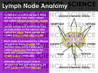 Lymph Node Anatomy
• Lymphatic vessels enter each node
on the convex side; these vessels
are called afferent lymphatic vessels
• Lymph vessels exit each node from
an indentation on the convex side
called the hilum; these vessels are
called efferent lymphatic vessels
• Each node is surrounded by a fibrous
connective tissue capsule that
features many inward extensions
called trabeculae that divide the
node into compartments called
lymph nodules or lobules
• Internally, each lymph node is
divided into two distinct regions: an
outer cortex and inner medulla
CORTEX
NODULES
HILUM
AFFERENT LYMPHATIC VESSELS
EFFERENT LYMPHATIC VESSELS
TRABECULAE
MEDULLA
CAPSULE
 
