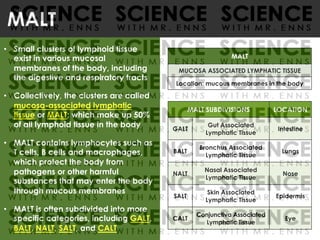 MALT
• Small clusters of lymphoid tissue
exist in various mucosal
membranes of the body, including
the digestive and respiratory tracts
• Collectively, the clusters are called
mucosa-associated lymphatic
tissue or MALT; which make up 50%
of all lymphoid tissue in the body
• MALT contains lymphocytes such as
T cells, B cells and macrophages,
which protect the body from
pathogens or other harmful
substances that may enter the body
through mucous membranes
• MALT is often subdivided into more
specific categories, including GALT,
BALT, NALT, SALT, and CALT
MALT
MUCOSA ASSOCIATED LYMPHATIC TISSUE
Location: mucous membranes in the body
MALT SUBDIVISIONS LOCATION
GALT
Gut Associated
Lymphatic Tissue
Intestine
BALT
Bronchus Associated
Lymphatic Tissue
Lungs
NALT
Nasal Associated
Lymphatic Tissue
Nose
SALT
Skin Associated
Lymphatic Tissue
Epidermis
CALT
Conjunctiva Associated
Lymphatic Tissue
Eye
 