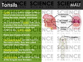 • Tonsils are clusters of lymphoid tissue
found under mucous membranes
lining the nose, mouth, and throat
• As a component of MALT, their job is
to protect the body from pathogens
or harmful substances that may
enter via the nose or mouth
• There are 3 types of tonsils:
• Pharyngeal tonsils are are found in
the nasal cavity; they are called
adenoids when inflamed
• Palatine tonsils are found in the
throat behind the oral cavity
• Lingual tonsils are found at the base
of the tongue near the back
TONSILS
Tonsils MALT
PHARYNGEAL
TONSIL
PALANTINE
TONSIL
LINGUAL
TONSIL
 