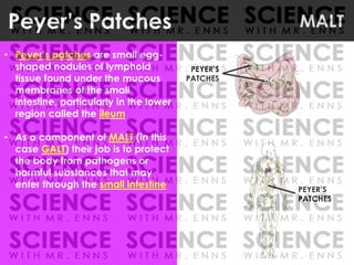 Peyer’s Patches
• Peyer’s patches are small egg-
shaped nodules of lymphoid
tissue found under the mucous
membranes of the small
intestine, particularly in the lower
region called the ileum
• As a component of MALT (in this
case GALT) their job is to protect
the body from pathogens or
harmful substances that may
enter through the small intestine PEYER’S
PATCHES
PEYER’S
PATCHES
MALT
 