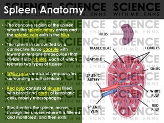 Spleen Anatomy
• The concave region of the spleen
where the splenic artery enters and
the splenic vein exits is the hilus
• The spleen in surrounded by a
connective tissue capsule with
inward extensions (trabeculae) that
divide it into lobules, each of which
features two types of tissues
• White pulp consists of lymphocytes
surrounding small arterioles
• Red pulp consists of sinuses filled
with blood and cords of lymphatic
cells, mainly macrophages
• Blood enters the spleen, moves
through the sinuses where it is filtered
and monitored, and then exits
HILUS
RED
PULP
CAPSULE
SPLENIC
ARTERY
SPLENIC
VEIN
WHITE
PULP
SINUS
TRABECULAE LOBULES
 