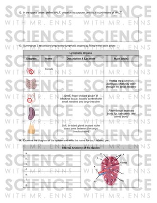 12. In the space below, define MALT, describe its purpose, and list 6 subdivisions of MALT.
13. Summarize 5 secondary lymphoid or lymphatic organs by filling in the table below.
Lymphatic Organs
Diagram Name Description & Location Main Job(s)
Tonsils
Protect the body from
pathogens that may enter
through the small intestine
Small, finger-shaped pouch of
intestinal tissue; located between the
small intestine and large intestine
Filters blood, monitors
blood for pathogens, and
stores blood
Soft, bi-lobed gland located in the
chest area between the lungs
(mediastinum)
14. Examine the diagram of the spleen and write the name for each labeled part.
Internal Anatomy of the Spleen
a.
b.
c.
d.
e.
f.
g.
 