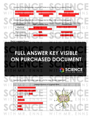 7. What are 3 ways that lymphatic vessels are similar to the veins of the circulatory system?
Have walls made of 3 layers Have numerous 1-way valves Have no pump
(tunica intima, tunica media,
tunica externa)
(that prevent backflow
of lymph)
(Lymph moved by contractions
of skeletal muscles)
8. Contrast the right lymphatic duct and thoracic duct by filling in the summary table below.
Comparison Right Lymphatic Duct Thoracic Duct
What Body
Region It Drains
Upper right quadrant
(Right arm, head, neck, and thorax)
All other quadrants of the body
Where It Arises Neck Abdominal Cavity
Where It Empties Right subclavian vein Left subclavian vein
Part 2: Lymphatic Organs
9. Contrast primary and secondary lymphoid organs by filling in the summary table below.
Comparison Primary Lymphoid Organs Secondary Lymphoid Organs
Definition
Sites where new lymphocytes are
produced from stem cells
Sites where lymphocytes mature and
are exposed to foreign substances
Organs Bone marrow, thymus
lymph nodes, thymus, tonsils, spleen,
appendix
10. Lymph nodes are the most numerous lymphoid organs of the body. What are their 3 main jobs?
3 Main Jobs of Lymph Nodes
Filter lymph for pathogens and
other harmful substances
Detect and alert immune
system to foreign invaders
Produce mature lymphocytes
11. Examine the diagram of a lymph node and write the name for each labeled part.
Internal Anatomy of a Lymph Node
a. afferent lymphatic vessel(s)
b. efferent lymphatic vessel(s)
c. (concave region) hilum
d. capsule
e. trabeculae
f. lymph nodules (accept: lymph lobules)
g. cortex
h. medulla
 