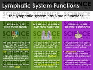 RETURN EXCESS
FLUID TO THE BLOOD
• 90% of fluid that exits the blood
is reabsorbed by capillaries;
the 10% that isn’t reabsorbed
becomes part of the interstitial
fluid around tissues and cells
• Lymphatic capillaries absorb
excess fluid and proteins and
returns them to the blood
• Once reabsorbed, the excess
fluid is called lymph
ABSORB AND TRANSPORT
FATS FROM DIGESTION
• The inner mucosa of the small
intestine is covered in finger-
like projections called villi;
• Inside each vilus are blood
capillaries and lymphatic
capillaries called lacteals
• Blood capillaries absorb most
nutrients; lacteals absorb fats
and fat-soluble vitamins and
transport them to the heart
DEFEND AGAINST
HARMFUL PATHOGENS
• Lymph helps remove wastes,
pathogens, and other harmful
substances such as toxins
• Lymph nodes filter the
returning lymph to remove
pathogens and foreign agents
• Lymphatic organs contain
immune lymphocytes to
detect and destroy pathogens
Lymphatic System Functions
The lymphatic system has 3 main functions.
 