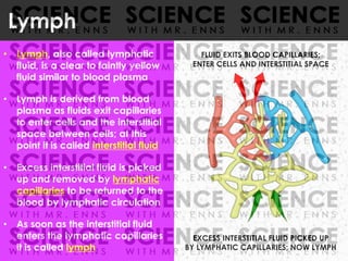 • Lymph, also called lymphatic
fluid, is a clear to faintly yellow
fluid similar to blood plasma
• Lymph is derived from blood
plasma as fluids exit capillaries
to enter cells and the interstitial
space between cells; at this
point it is called interstitial fluid
• Excess interstitial fluid is picked
up and removed by lymphatic
capillaries to be returned to the
blood by lymphatic circulation
• As soon as the interstitial fluid
enters the lymphatic capillaries
it is called lymph
Lymph
EXCESS INTERSTITIAL FLUID PICKED UP
BY LYMPHATIC CAPILLARIES; NOW LYMPH
FLUID EXITS BLOOD CAPILLARIES;
ENTER CELLS AND INTERSTITIAL SPACE
 