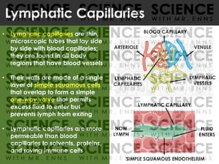 • Lymphatic capillaries are thin,
microscopic tubes that lay side
by side with blood capillaries;
they are found in all body
regions that have blood vessels
• Their walls are made of a single
layer of simple squamous cells
that overlap to form a simple
one-way valve that permits
excess fluid to enter but
prevents lymph from exiting
• Lymphatic capillaries are more
permeable than blood
capillaries to solvents, proteins,
and roving immune cells
Lymphatic Capillaries
ARTERIOLE VENULE
LYMPHATIC
CAPILLARIES
LYMPHATIC
VESSELS
BLOOD CAPILLARY
FLUID
ENTERS
NOW
LYMPH
LYMPHATIC CAPILLARY
SIMPLE SQUAMOUS ENDOTHELIUM
 