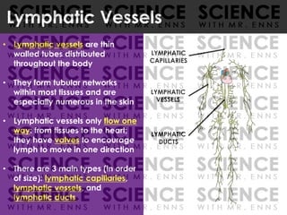 • Lymphatic vessels are thin
walled tubes distributed
throughout the body
• They form tubular networks
within most tissues and are
especially numerous in the skin
• Lymphatic vessels only flow one
way: from tissues to the heart;
they have valves to encourage
lymph to move in one direction
• There are 3 main types (in order
of size): lymphatic capillaries,
lymphatic vessels, and
lymphatic ducts
Lymphatic Vessels
LYMPHATIC
DUCTS
LYMPHATIC
VESSELS
LYMPHATIC
CAPILLARIES
 