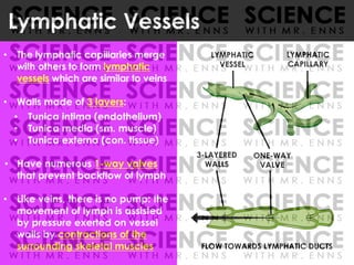 • The lymphatic capillaries merge
with others to form lymphatic
vessels which are similar to veins
• Walls made of 3 layers:
• Tunica intima (endothelium)
• Tunica media (sm. muscle)
• Tunica externa (con. tissue)
• Have numerous 1-way valves
that prevent backflow of lymph
• Like veins, there is no pump: the
movement of lymph is assisted
by pressure exerted on vessel
walls by contractions of the
surrounding skeletal muscles
Lymphatic Vessels
3-LAYERED
WALLS
LYMPHATIC
CAPILLARY
LYMPHATIC
VESSEL
FLOW TOWARDS LYMPHATIC DUCTS
ONE-WAY
VALVE
 