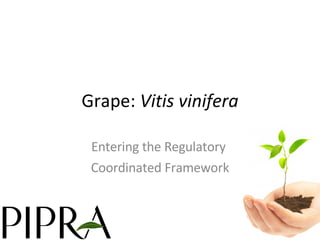 Grape:  Vitis vinifera Entering the Regulatory  Coordinated Framework 