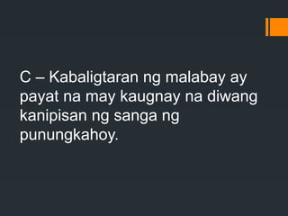 C – Kabaligtaran ng malabay ay
payat na may kaugnay na diwang
kanipisan ng sanga ng
punungkahoy.
 
