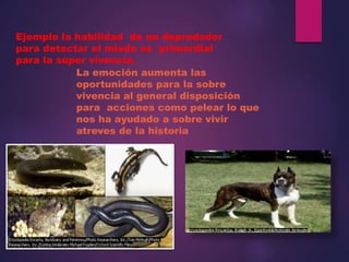 Ejemplo la habilidad de un depredador
para detectar el miedo es `primordial
para la súper vivencia.
La emoción aumenta las
oportunidades para la sobre
vivencia al general disposición
para acciones como pelear lo que
nos ha ayudado a sobre vivir
atreves de la historia
 