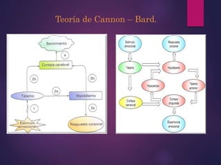 Teoría de Cannon – Bard.
 