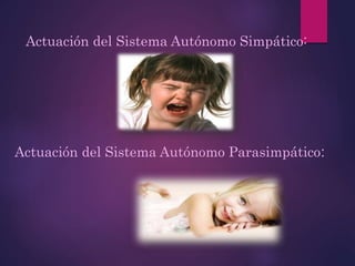 Actuación del Sistema Autónomo Simpático:
Actuación del Sistema Autónomo Parasimpático:
 