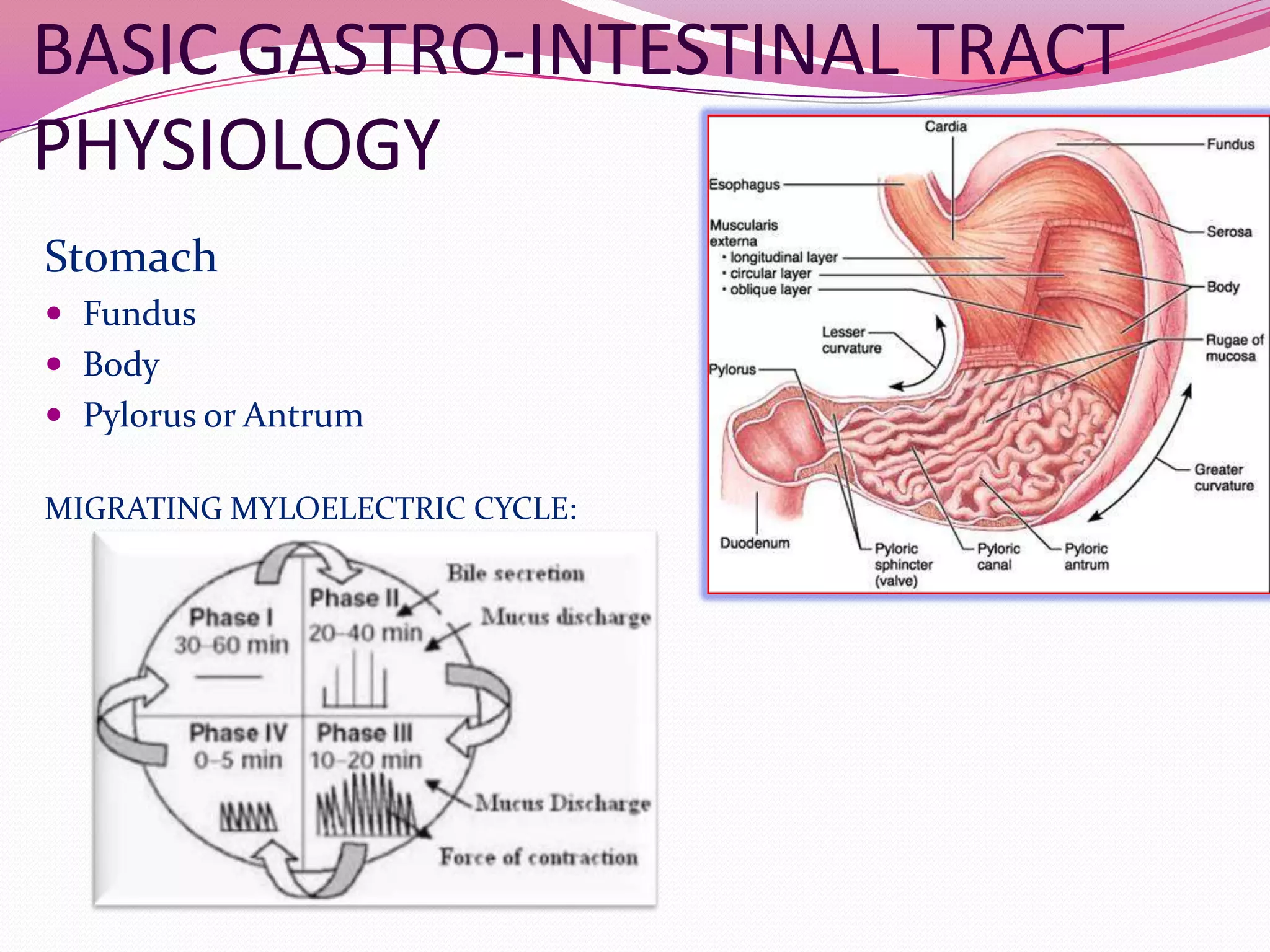 BASIC GASTRO-INTESTINAL TRACT
PHYSIOLOGY
Stomach
 Fundus
 Body
 Pylorus or Antrum
MIGRATING MYLOELECTRIC CYCLE:

 