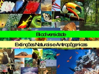 Biodiversidade Extinções Naturais e Antropôgenicas   