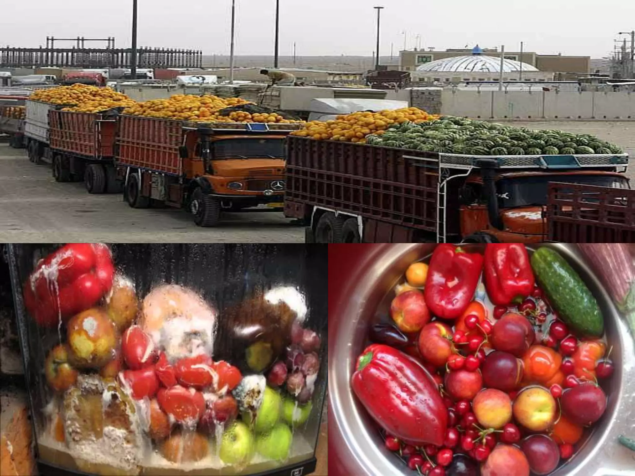 Contamination, Spoilage and preservation of Fruits and Vegetables | PPTX