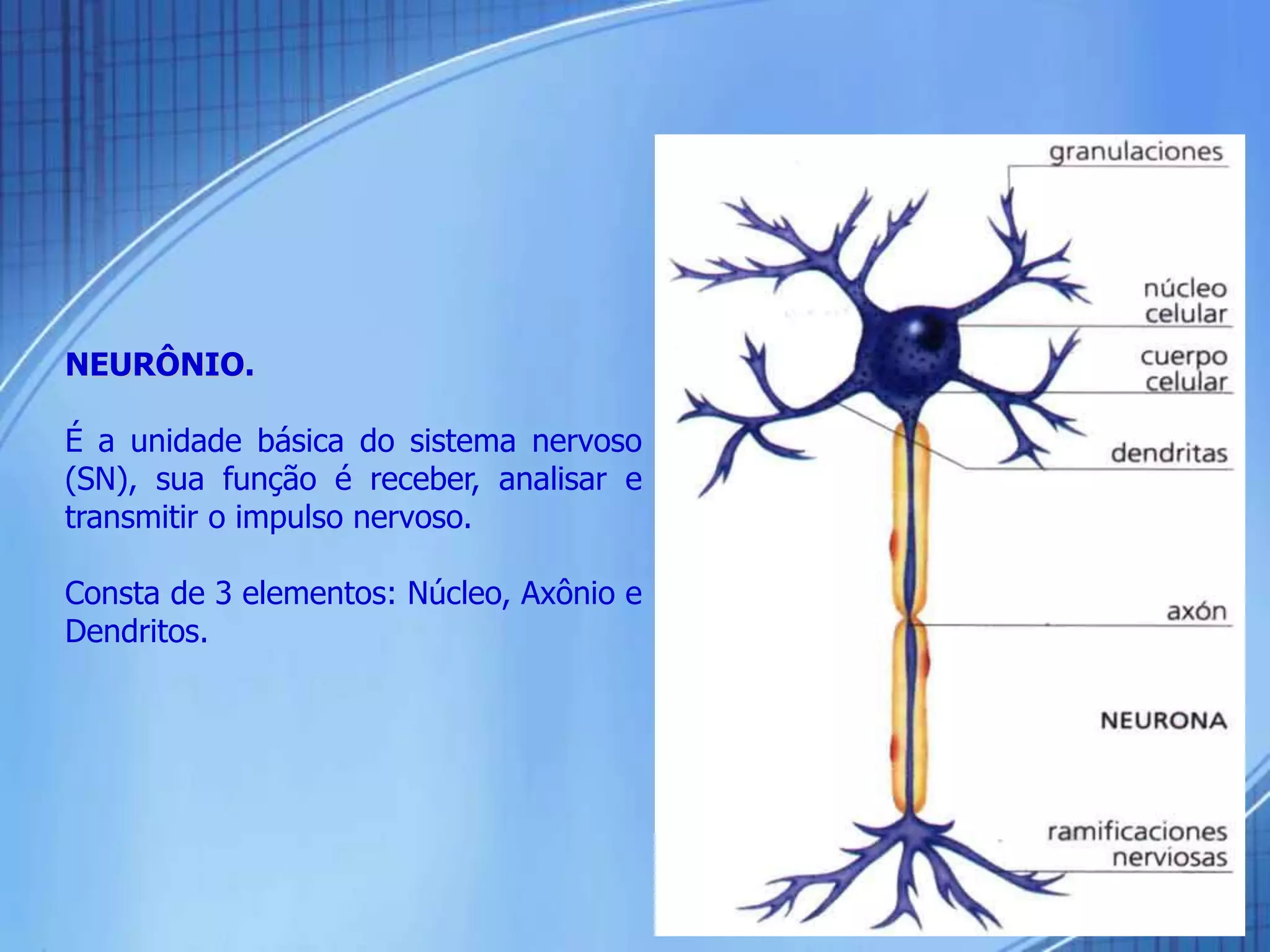 NEURÔNIO.
É a unidade básica do sistema nervoso
(SN), sua função é receber, analisar e
transmitir o impulso nervoso.
Consta de 3 elementos: Núcleo, Axônio e
Dendritos.
 