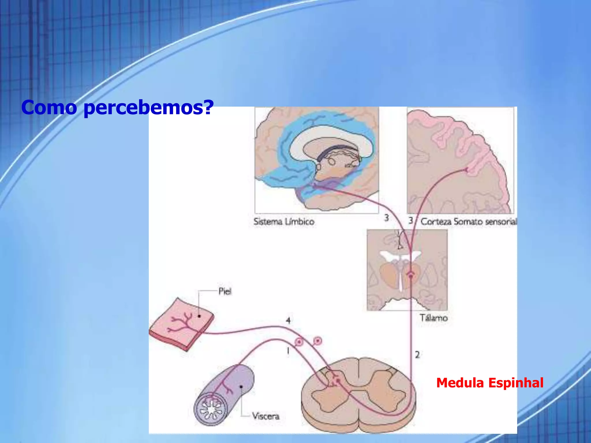 Medula Espinhal
Como percebemos?
 