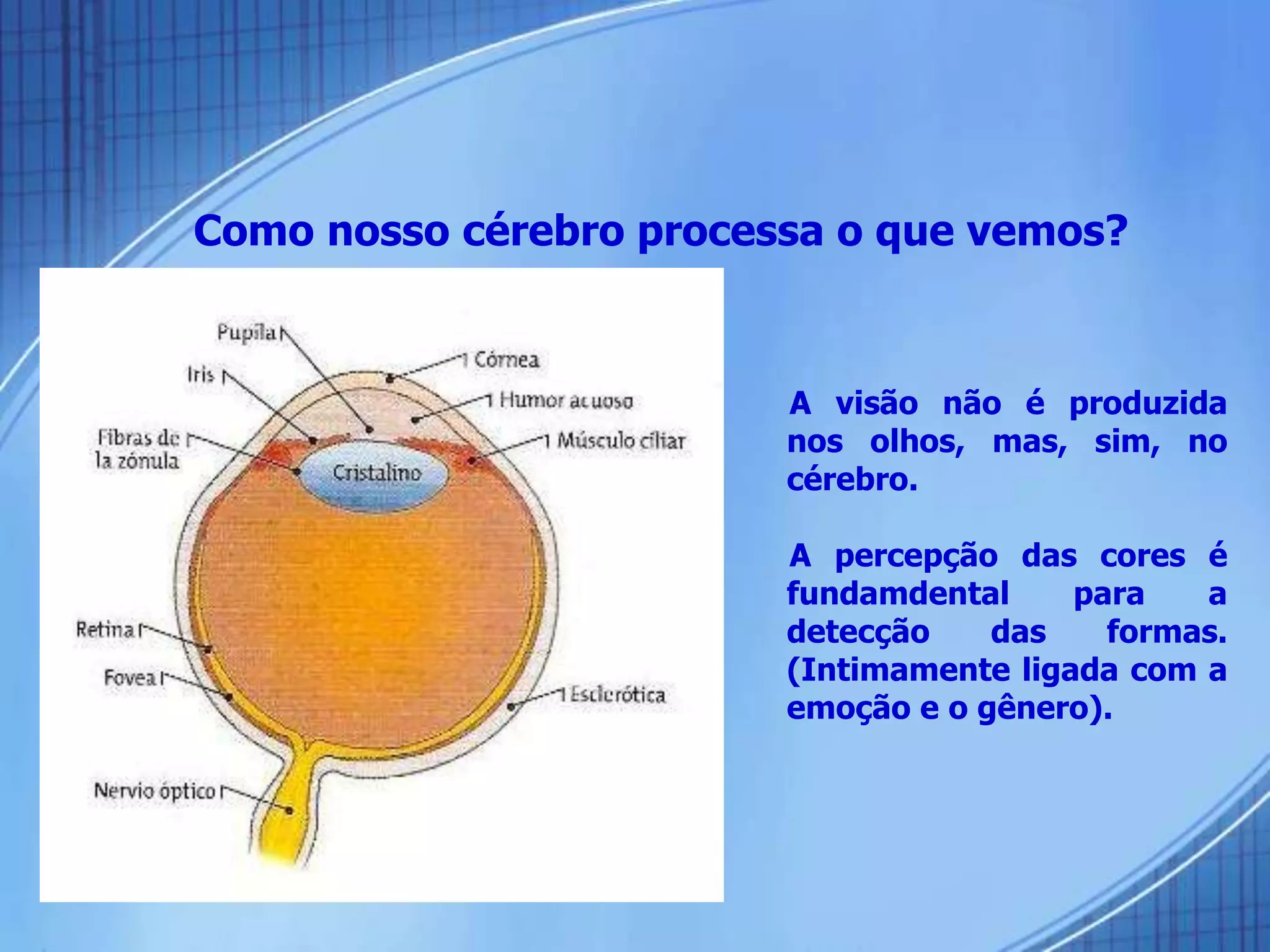 Como nosso cérebro processa o que vemos?
A visão não é produzida
nos olhos, mas, sim, no
cérebro.
A percepção das cores é
fundamdental para a
detecção das formas.
(Intimamente ligada com a
emoção e o gênero).
 