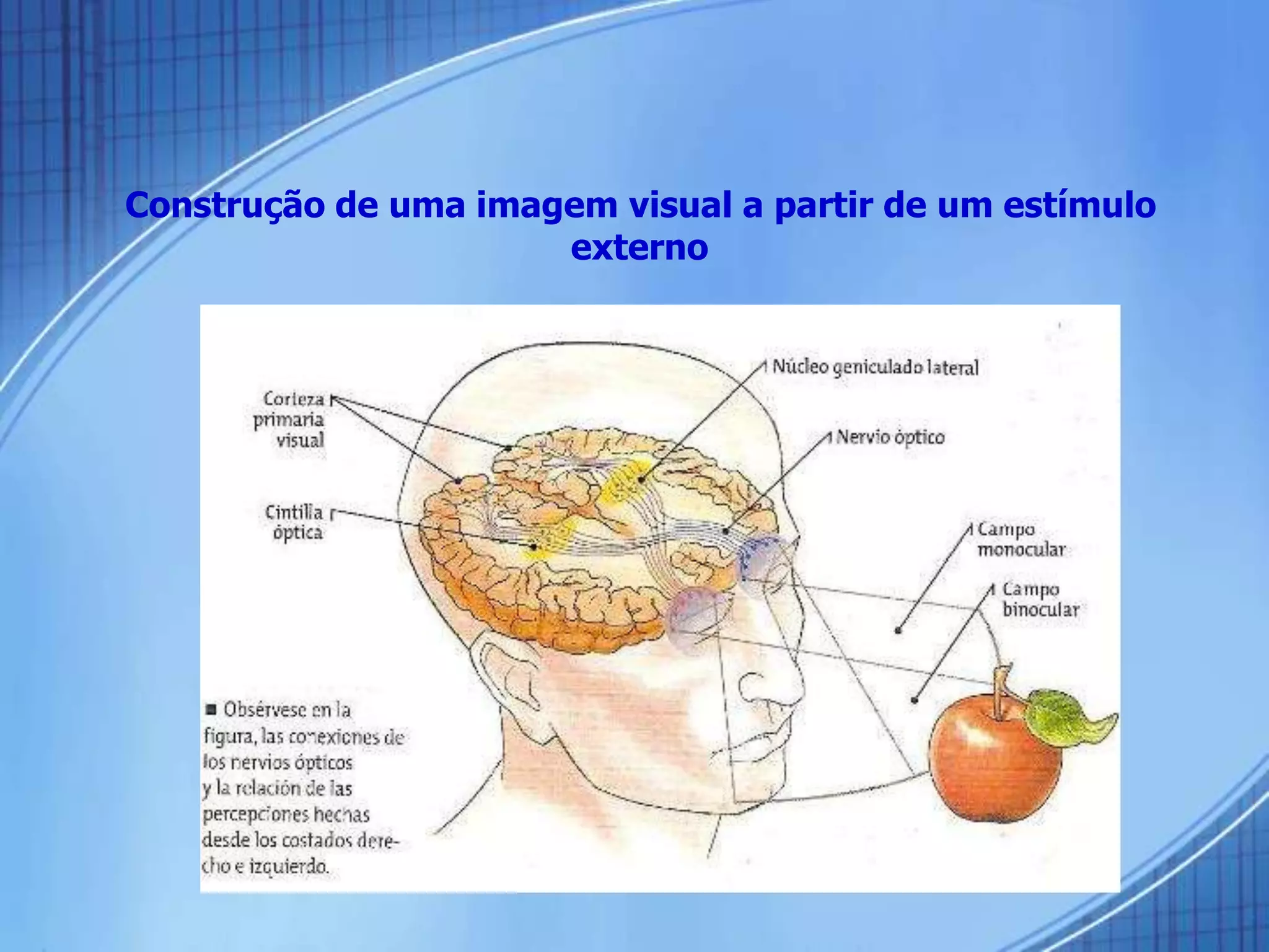 Construção de uma imagem visual a partir de um estímulo
externo
 