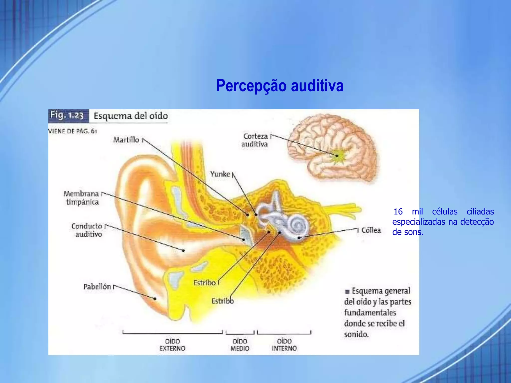 Percepção auditiva
16 mil células ciliadas
especializadas na detecção
de sons.
 