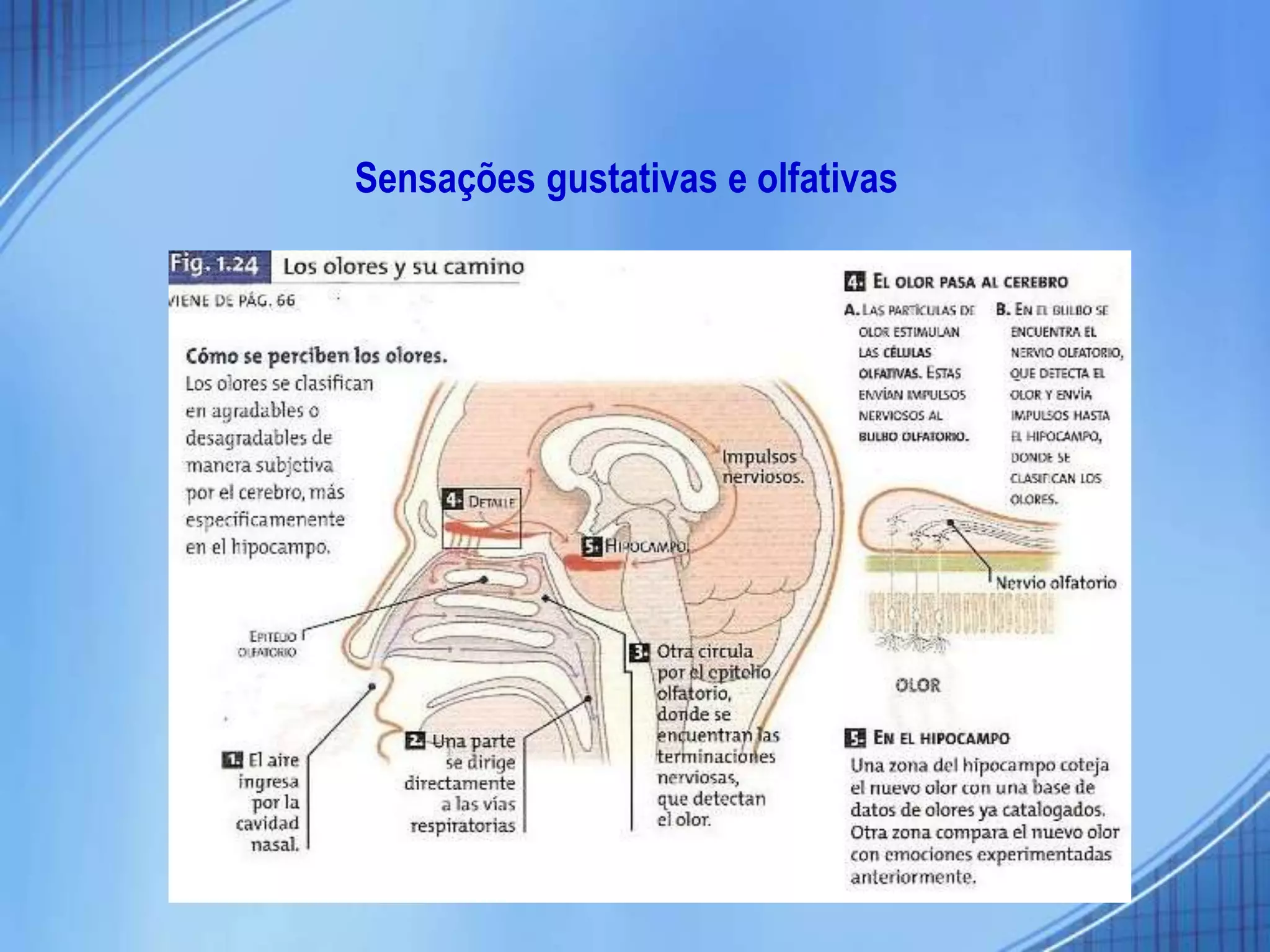 Sensações gustativas e olfativas
 