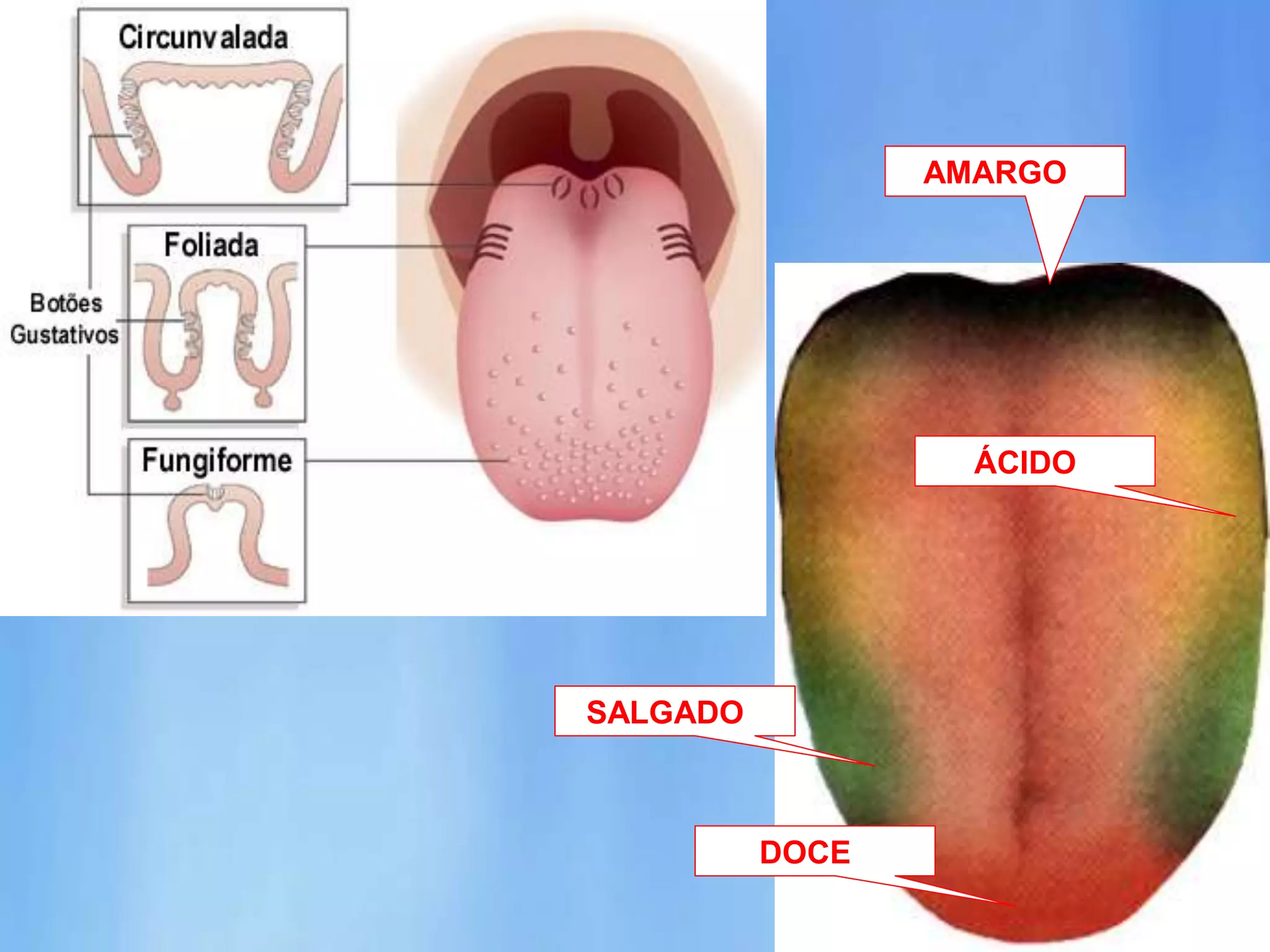 SALGADO
AMARGO
ÁCIDO
DOCE
 
