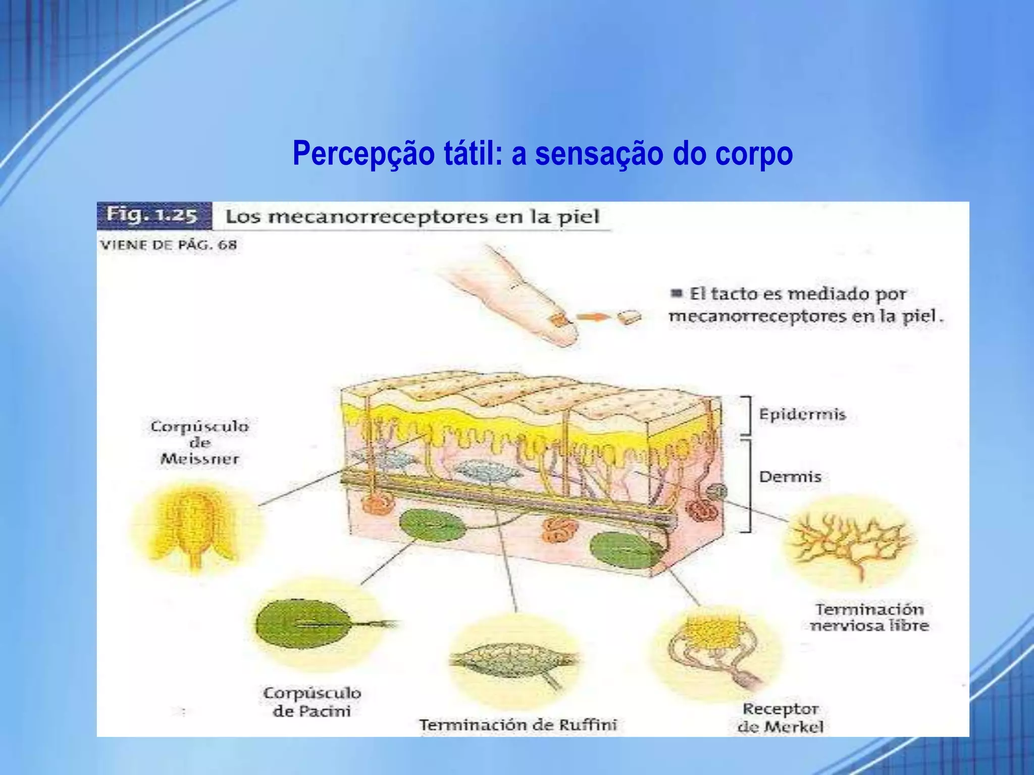 Percepção tátil: a sensação do corpo
 