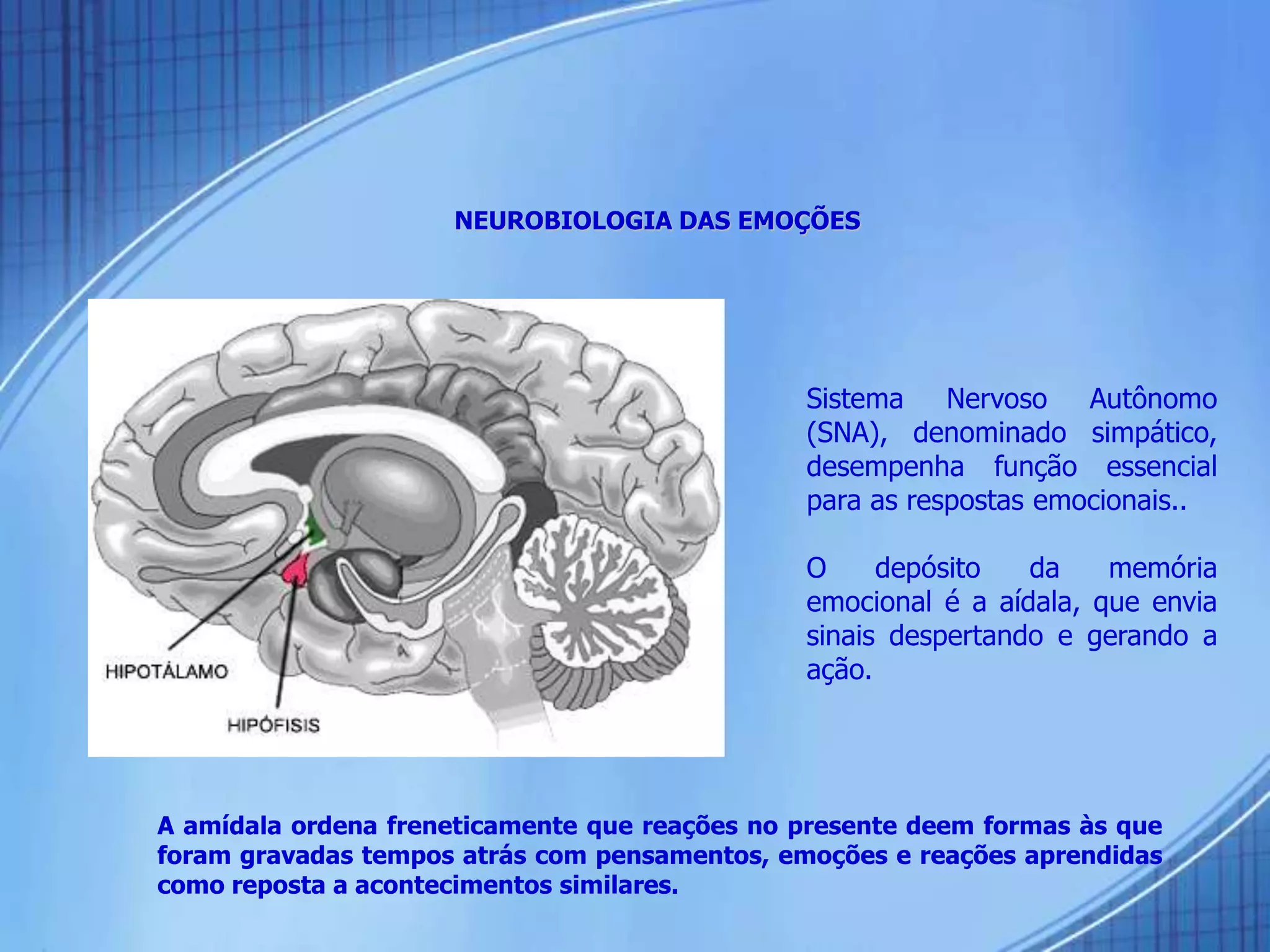 NEUROBIOLOGIA DAS EMOÇÕES
A amídala ordena freneticamente que reações no presente deem formas às que
foram gravadas tempos atrás com pensamentos, emoções e reações aprendidas
como reposta a acontecimentos similares.
Sistema Nervoso Autônomo
(SNA), denominado simpático,
desempenha função essencial
para as respostas emocionais..
O depósito da memória
emocional é a aídala, que envia
sinais despertando e gerando a
ação.
 