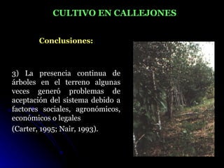 CULTIVO EN CALLEJONES


       Conclusiones:



3) La presencia continua de
árboles en el terreno algunas
veces generó problemas de
aceptación del sistema debido a
factores sociales, agronómicos,
económicos o legales
(Carter, 1995; Nair, 1993).
 