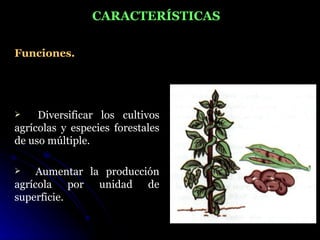 CARACTERÍSTICAS

Funciones.




    Diversificar los cultivos
agrícolas y especies forestales
de uso múltiple.

    Aumentar la producción
agrícola por unidad de
superficie.
 