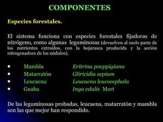 COMPONENTES
Especies forestales.

El sistema funciona con especies forestales fijadoras de
nitrógeno, como algunas leguminosas (devuelven al suelo parte de
los nutrientes extraídos, con la hojarasca producida y la acción
nitrogenadora de los nódulos).

     Mambla               Eritrina poeppigiana
     Matarratón           Gliricidia sepium
     Leucaena             Leucaena leucocephala
     Guaba                Inga edulis Mart

De las leguminosas probadas, leucaena, matarratón y mambla
son las que mejor han respondido.
 