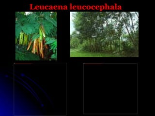 Leucaena leucocephala




file:///C:/Documents%20and%20Settings/PP/Mis%20documentos/Gise/Fotos%20Leucaena%20leucocephala_archivos/images(6).jpg
                                                                                                                        file:///C:/Documents%20and%20Settings/PP/Mis%20documentos/Gise/Fotos%20Leucaena%20leucocephala_archivos/images(15).jpg
 