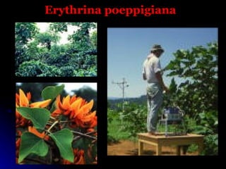 Erythrina poeppigiana
 