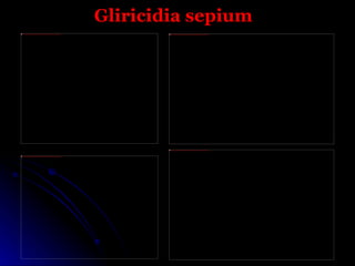 Gliricidia sepium
file:///C:/Documents%20and%20Settings/PP/Mis%20documentos/Gise/Fotos%20Gliricidia%20sepium_archivos/images(8).jpg           file:///C:/Documents%20and%20Settings/PP/Mis%20documentos/Gise/Fotos%20Gliricidia%20sepium_archivos/images(6).jpg




                                                                                                                            file:///C:/Documents%20and%20Settings/PP/Mis%20documentos/Gise/Fotos%20Gliricidia%20sepium_archivos/images(5).jpg




file:///C:/Documents%20and%20Settings/PP/Mis%20documentos/Gise/Fotos%20Gliricidia%20sepium_archivos/images(4).jpg
 