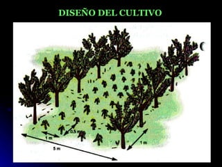 DISEÑO DEL CULTIVO
 