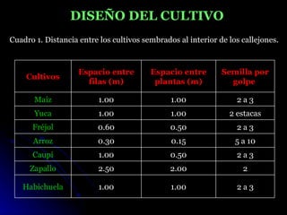 DISEÑO DEL CULTIVO
Cuadro 1. Distancia entre los cultivos sembrados al interior de los callejones.



                    Espacio entre        Espacio entre        Semilla por
    Cultivos
                      filas (m)           plantas (m)           golpe

       Maíz               1.00                 1.00               2a3
       Yuca               1.00                 1.00             2 estacas
      Fréjol             0.60                  0.50               2a3
      Arroz              0.30                  0.15               5 a 10
      Caupí               1.00                 0.50               2a3
     Zapallo              2.50                 2.00                 2

   Habichuela             1.00                 1.00               2a3
 