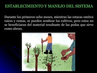ESTABLECIMIENTO Y MANEJO DEL SISTEMA

Durante los primeros ocho meses, mientras las estacas emiten
raíces y ramas, se pueden sembrar los cultivos, pero estos no
se beneficiaran del material resultante de las podas que sirve
como abono.
 