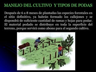 MANEJO DEL CULTIVO Y TIPOS DE PODAS
Después de 6 a 8 meses de plantadas las especies forestales en
el sitio definitivo, ya habrán formado los callejones y se
dispondrá de suficiente cantidad de ramas y hojas para podar.
El material podado se distribuye en toda la superficie del
terreno, porque servirá como abono para el segundo cultivo.
 